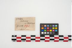 Etikett zu Bronzemehrkopfnadel (NHMW-PRAE-025164)